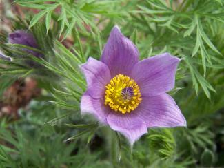 Pasqueflower